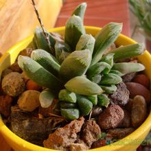 Una foto de Haworthia truncata cv. Harry Johnson