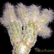 Una foto de Echinocereus schmollii