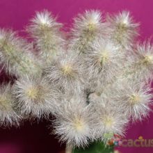 Una foto de Echinocereus schmollii