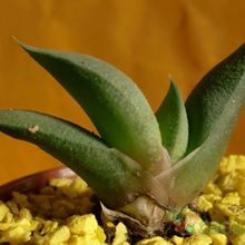 Una foto de Gasteria glomerata