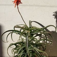 Una foto de Aloe arborescens