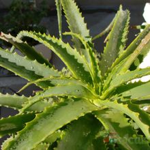 Una foto de Aloe arborescens