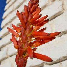 Una foto de Aloe arborescens