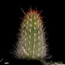 Una foto de Espostoa lanata subsp. ruficeps