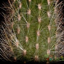 Una foto de Espostoa lanata subsp. ruficeps