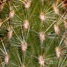 Una foto de Espostoa lanata subsp. ruficeps