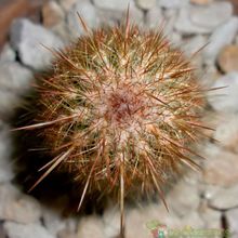 Una foto de Espostoa lanata subsp. ruficeps
