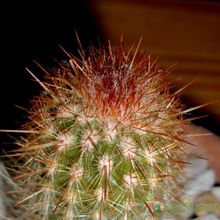 Una foto de Espostoa lanata subsp. ruficeps