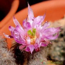 Una foto de Echinocereus schmollii
