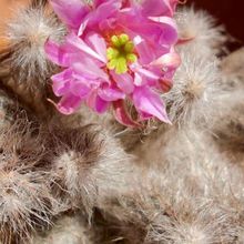Una foto de Echinocereus schmollii