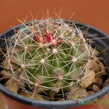 A photo of Ferocactus hamatacanthus