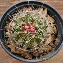 A photo of Ferocactus hamatacanthus