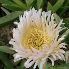 Una foto de Carpobrotus edulis
