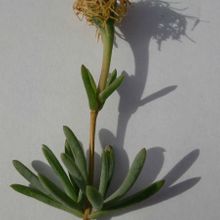 A photo of Lampranthus multiradiatus