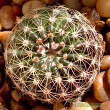 A photo of Parodia nigrispina