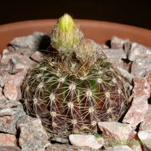 A photo of Parodia nigrispina