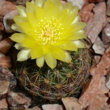 A photo of Parodia nigrispina
