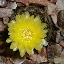 A photo of Parodia nigrispina