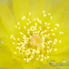 A photo of Parodia nigrispina