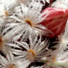 A photo of Mammillaria duwei