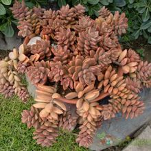 A photo of Graptosedum cv. Bronze (Graptopetalum paraguayense x Sedum stahlii) (Hibrido)