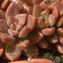 A photo of Graptosedum cv. Bronze (Graptopetalum paraguayense x Sedum stahlii) (Hibrido)