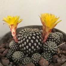 Una foto de Sulcorebutia langeri
