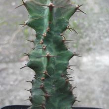A photo of Euphorbia pseudocactus