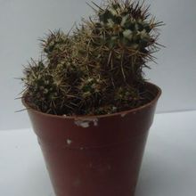 A photo of Mammillaria voburnensis ssp. voburnensis