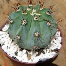 A photo of Melocactus azureus