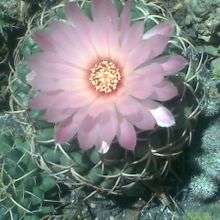 A photo of Coryphantha elephantidens