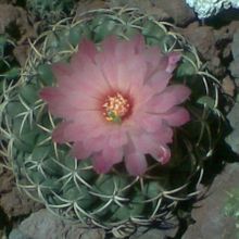A photo of Coryphantha elephantidens