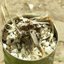 A photo of Tephrocactus articulatus fma. papyracanthus