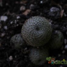 Una foto de Rebutia heliosa x pulvinosa cv. sunrise (HIBRIDO)