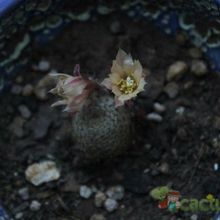 Una foto de Rebutia heliosa x pulvinosa cv. sunrise (HIBRIDO)