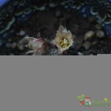 Una foto de Rebutia heliosa x pulvinosa cv. sunrise (HIBRIDO)