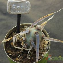 A photo of Tephrocactus articulatus fma. papyracanthus