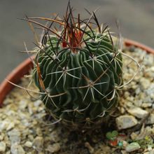 A photo of Stenocactus phyllacanthus