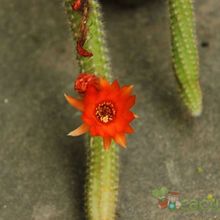 Una foto de Echinopsis chamaecereus