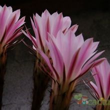 Una foto de Echinopsis tubiflora