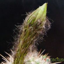 Una foto de Echinopsis mamillosa