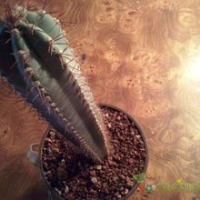 A photo of Pilosocereus pachycladus