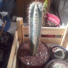 A photo of Pilosocereus pachycladus