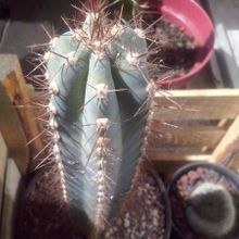 A photo of Pilosocereus pachycladus