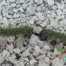 Una foto de Portulaca elatior