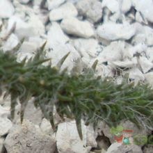 Una foto de Portulaca elatior