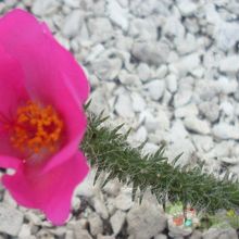 Una foto de Portulaca elatior