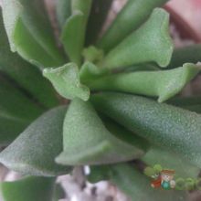 Una foto de Adromischus cristatus var. clavifolius