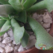 Una foto de Adromischus cristatus var. clavifolius
