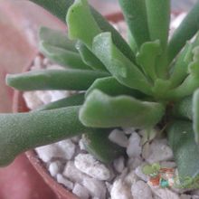 Una foto de Adromischus cristatus var. clavifolius